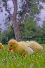Funny small bright  yellow goslings on the green grass