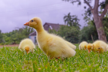 Funny small bright  yellow goslings on the green grass