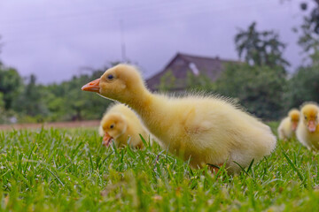 Funny small bright  yellow goslings on the green grass