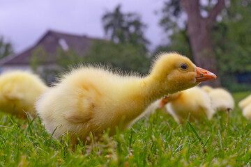 Funny small bright  yellow goslings on the green grass
