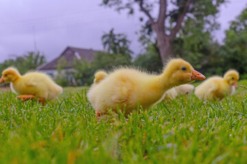 Funny small bright  yellow goslings on the green grass