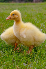 Funny small bright  yellow goslings on the green grass