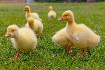Funny small bright  yellow goslings on the green grass