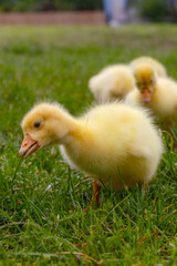 Funny small bright  yellow goslings on the green grass