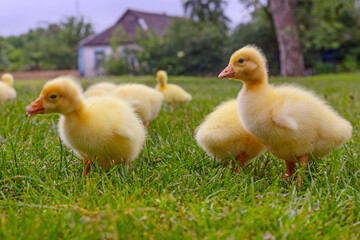 Funny small bright  yellow goslings on the green grass
