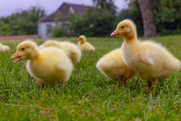 Funny small bright  yellow goslings on the green grass