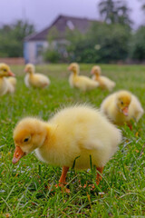 Funny small bright  yellow goslings on the green grass