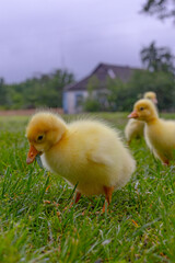 Funny small bright  yellow goslings on the green grass