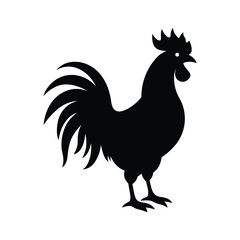 rooster isolated on white background