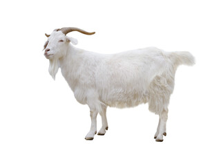 white goat isolated on white background