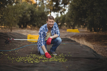Mid adult man kneeling on harvesting net in olive orchard collecting green olives near yellow crate