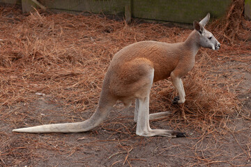 kangaroo in the zoo