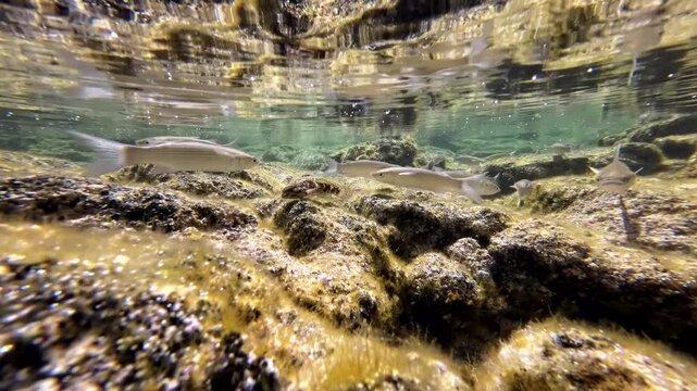 Meer&auml;schen,  Mugilidae ein Schwarm- und Speisefisch in k&uuml;stennahen Gew&auml;ssern mit Algenbewuchs