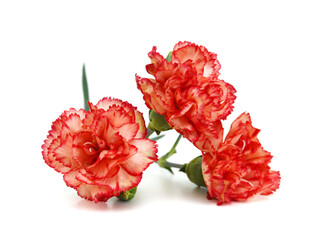 Stack Carnations on white background