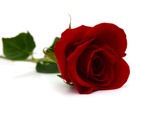 Bunch of rosy roses isolated on white 