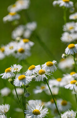 Przymiotno gałęziste (Erigeron strigosus Muhl. ex Willd.)