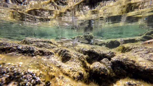 Meer&auml;schen,  Mugilidae ein Schwarm- und Speisefisch in k&uuml;stennahen Gew&auml;ssern mit Algenbewuchs