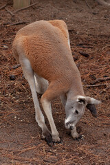 Kangaroo bending over in the dirt
