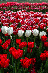 Tulip Field at the Mount Vernon Tulip Festival in Washington State