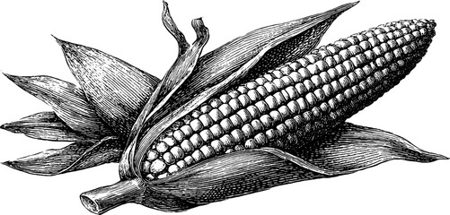 Engraved elote corn illustration in black line art for prints and cards