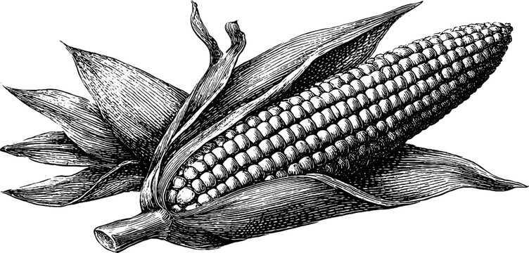 Naklejki Engraved elote corn illustration in black line art for prints and cards