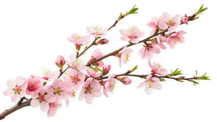 Obraz premium peach tree branch adorned with pink flowers along on white background PNG. AI GENERATED 