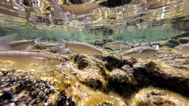Meer&auml;schen,  Mugilidae ein Schwarm- und Speisefisch in k&uuml;stennahen Gew&auml;ssern mit Algenbewuchs