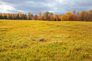 Trees in autumn color alongside a field of grass in northern Minnesota on partly cloudy day