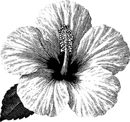 Obraz premium Engraved hibiscus blossom artwork featuring black ink detailed floral design