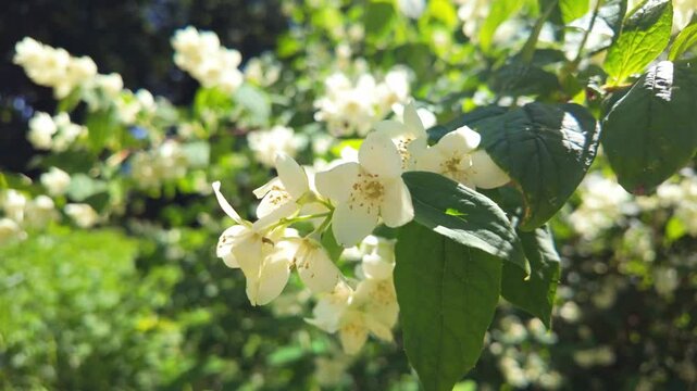 Closeup of white flowers swaying in a sunlit garden environment. Philadelphus pubescens, hoary mock orange.