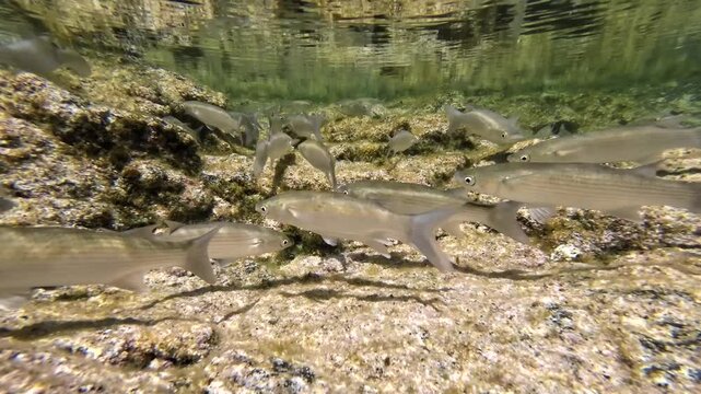 Meer&auml;schen,  Mugilidae ein Schwarm- und Speisefisch in k&uuml;stennahen Gew&auml;ssern mit Algenbewuchs