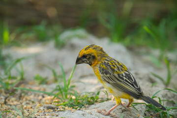 baya weaver (Ploceus philippinus) bird watching in the forest.