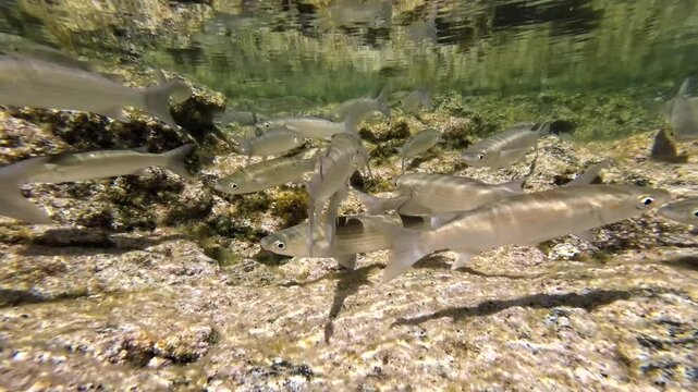 Meer&auml;schen,  Mugilidae ein Schwarm- und Speisefisch in k&uuml;stennahen Gew&auml;ssern mit Algenbewuchs
