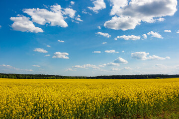 Yellow agricultural field against blue sky, colorful rapeseed fields in countryside
