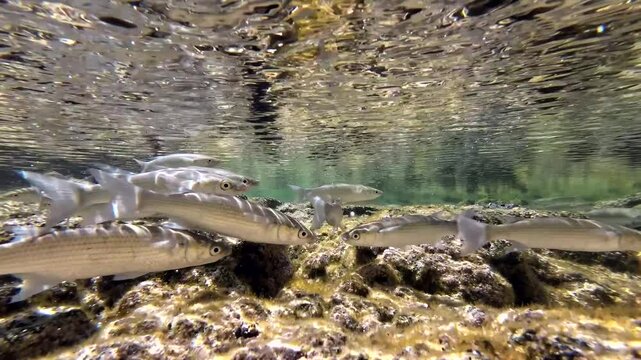 Meer&auml;schen,  Mugilidae ein Schwarm- und Speisefisch in k&uuml;stennahen Gew&auml;ssern mit Algenbewuchs