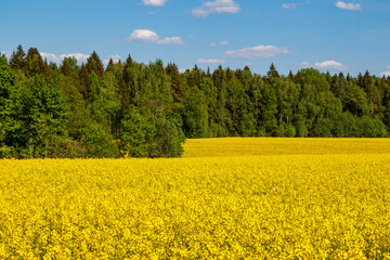 Bright yellow rapeseed field surrounded by green forest