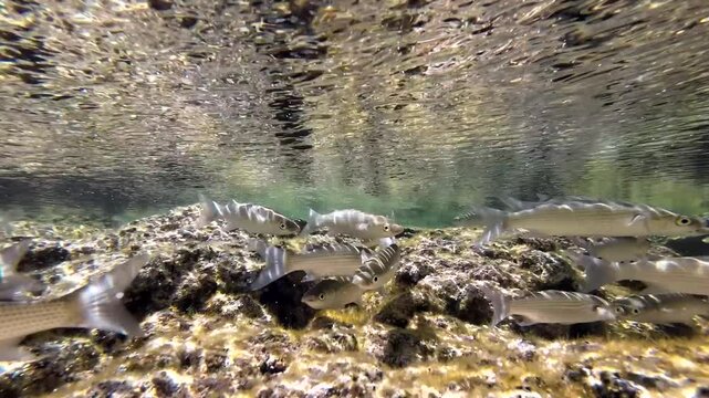 Meer&auml;schen,  Mugilidae ein Schwarm- und Speisefisch in k&uuml;stennahen Gew&auml;ssern mit Algenbewuchs