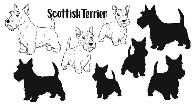 Line art and silhouette illustrations of Scottish Terrier dogs in various poses