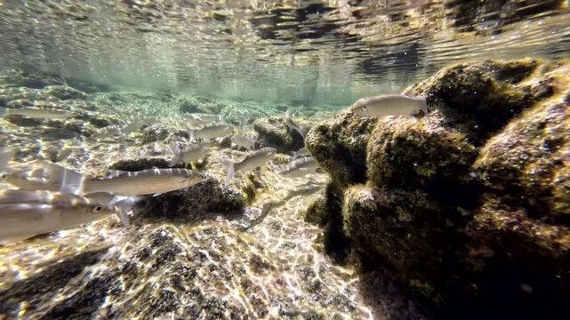 Meer&auml;schen,  Mugilidae ein Schwarm- und Speisefisch in k&uuml;stennahen Gew&auml;ssern mit Algenbewuchs