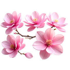 Obraz premium Elegant Pink Floral Ornament – 3D Rendered Decorative Bloom on Transparent Background