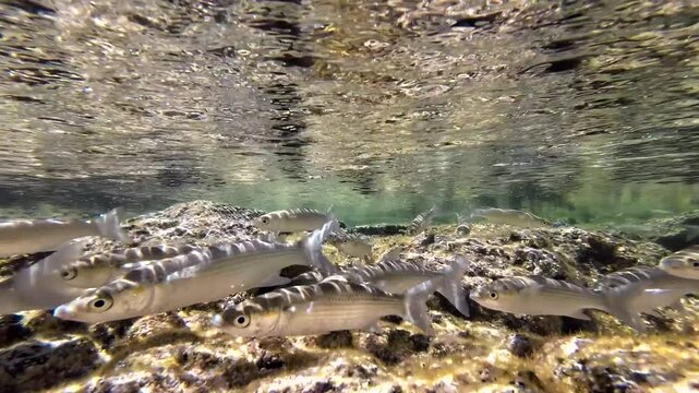 Meer&auml;schen,  Mugilidae ein Schwarm- und Speisefisch in k&uuml;stennahen Gew&auml;ssern mit Algenbewuchs