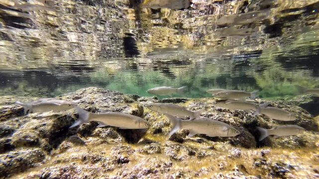 Meer&auml;schen,  Mugilidae ein Schwarm- und Speisefisch in k&uuml;stennahen Gew&auml;ssern mit Algenbewuchs