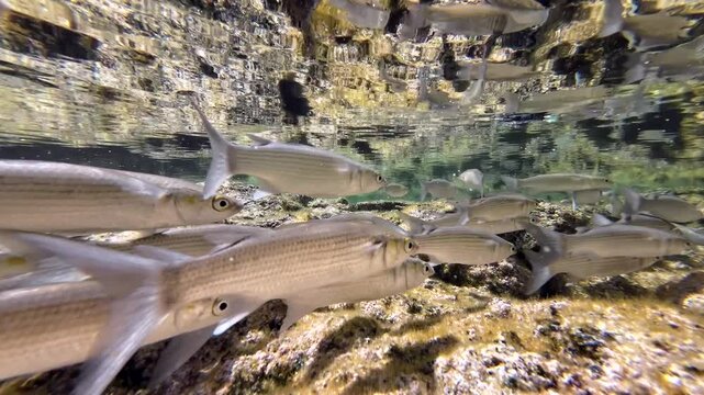 Meer&auml;schen,  Mugilidae ein Schwarm- und Speisefisch in k&uuml;stennahen Gew&auml;ssern mit Algenbewuchs