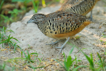 King quail, Blue-breasted quail, Asian blue quail, (Excalfactoria chinensis) female bird watching in the forest.
