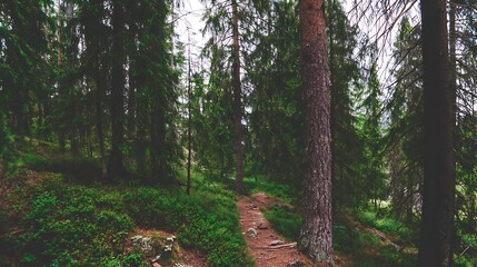 Obraz premium Forest path in lush green woodland