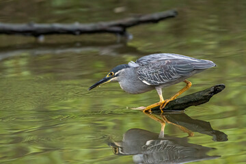 a heron is looking for fish on the seashore