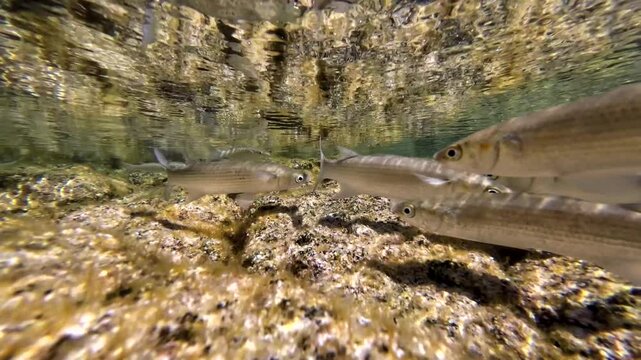 Meer&auml;schen,  Mugilidae ein Schwarm- und Speisefisch in k&uuml;stennahen Gew&auml;ssern mit Algenbewuchs