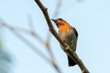 
A bird is perched on a branch, looking up at the sky
