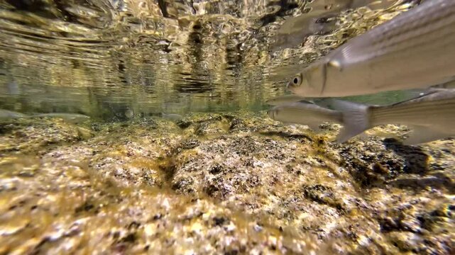 Meer&auml;schen,  Mugilidae ein Schwarm- und Speisefisch in k&uuml;stennahen Gew&auml;ssern mit Algenbewuchs