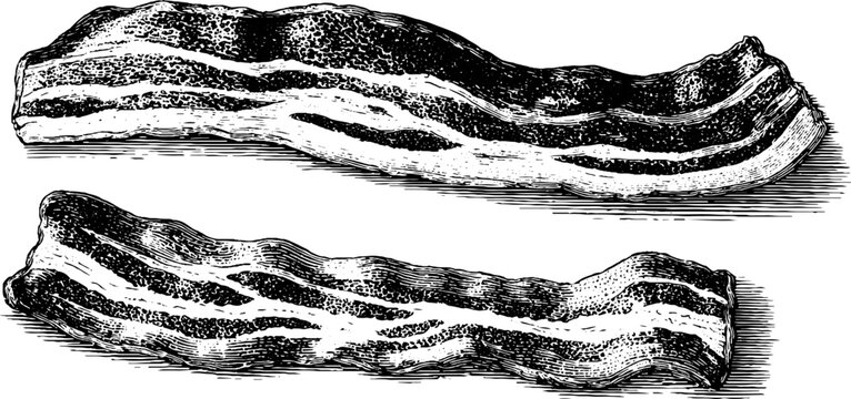 Vintage engraved illustration set of bacon strips for culinary art and design